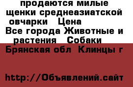 продаются милые щенки среднеазиатской овчарки › Цена ­ 30 000 - Все города Животные и растения » Собаки   . Брянская обл.,Клинцы г.